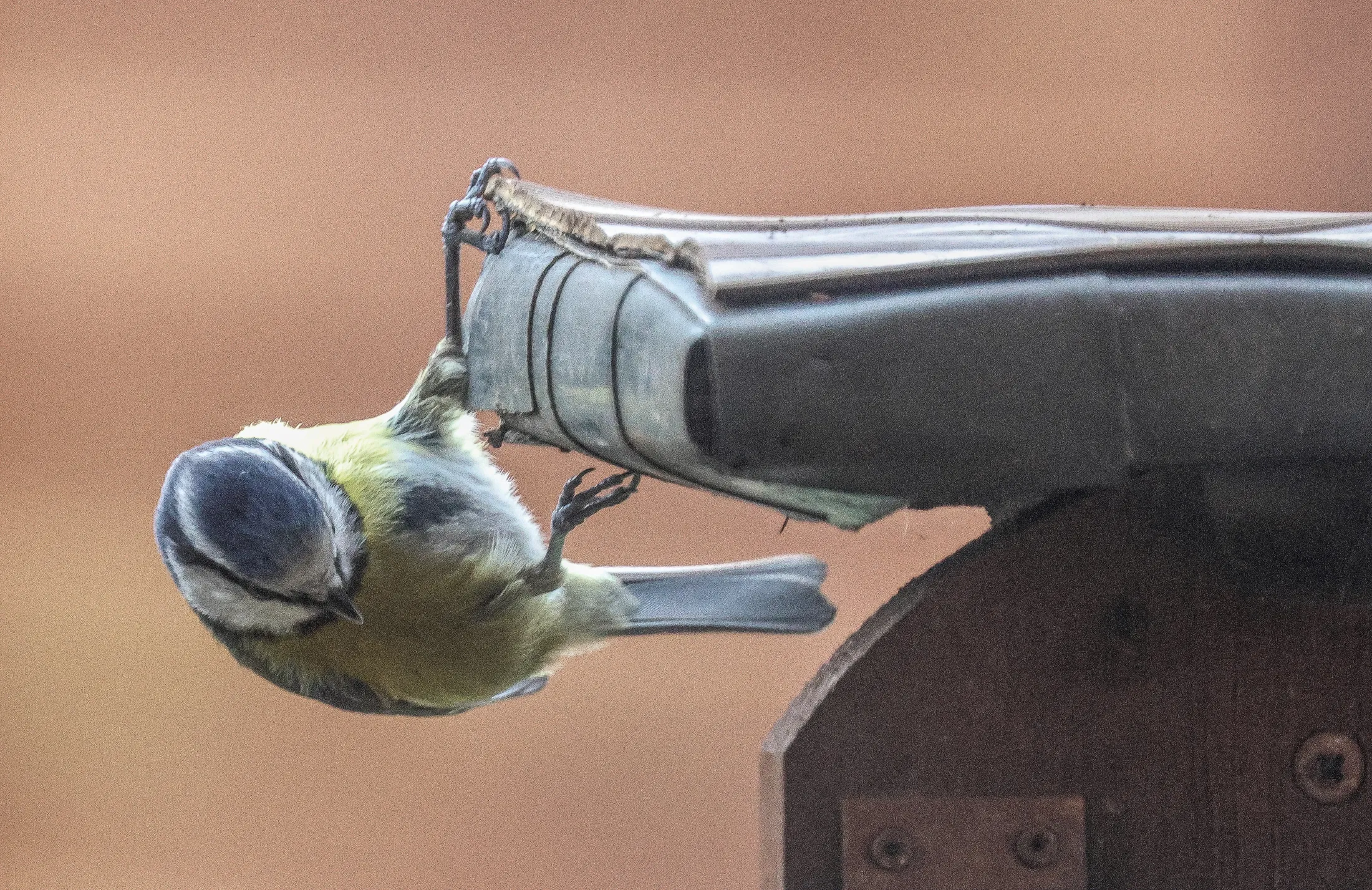 Hanging on