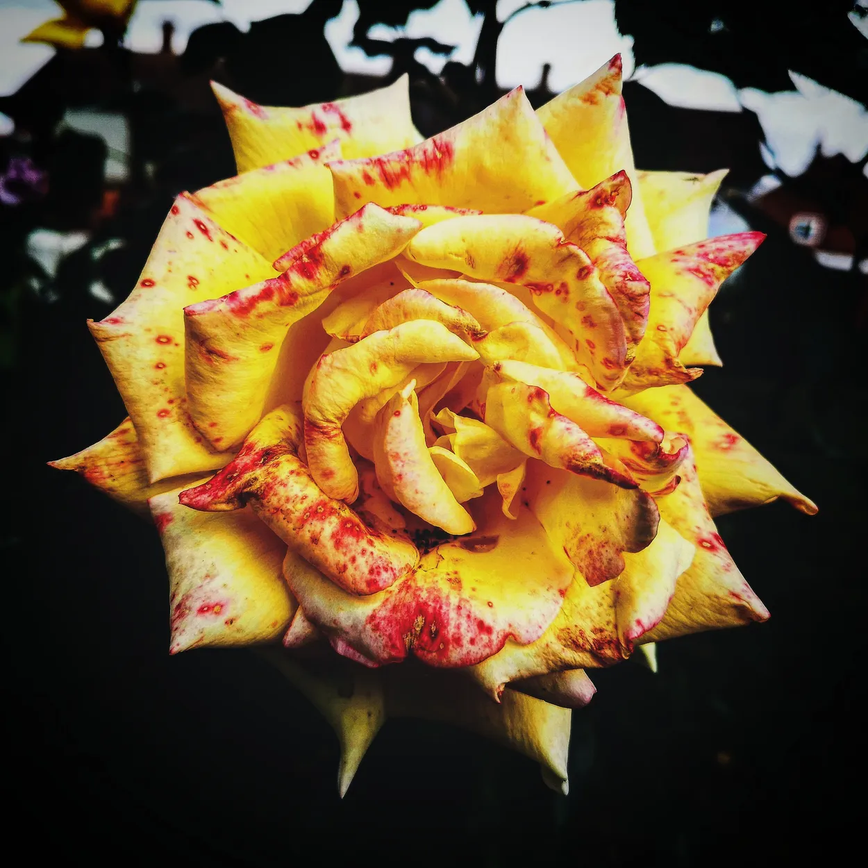 Fruit Salad Rose