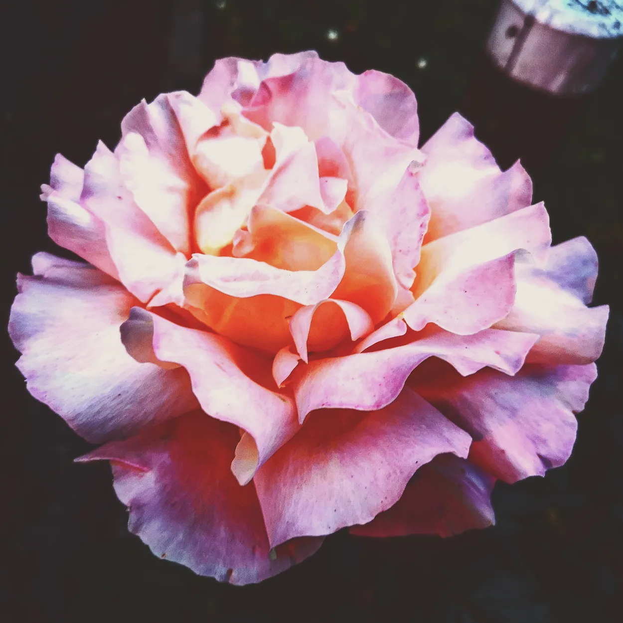 Blooming rose