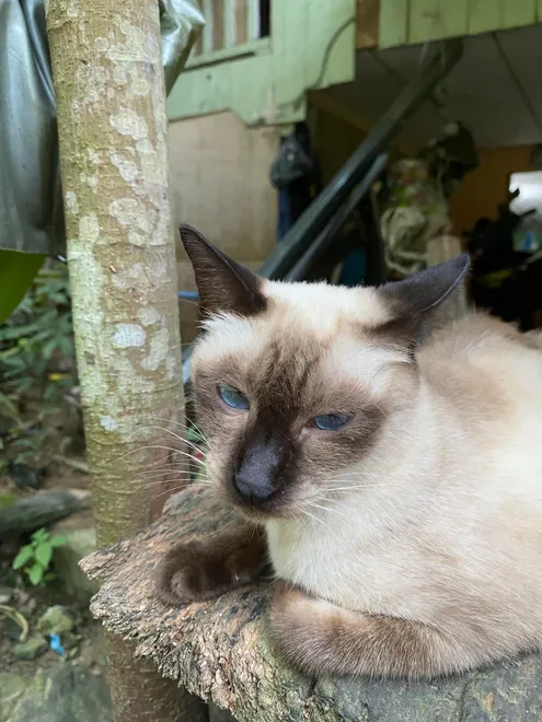 The Siamese Cat