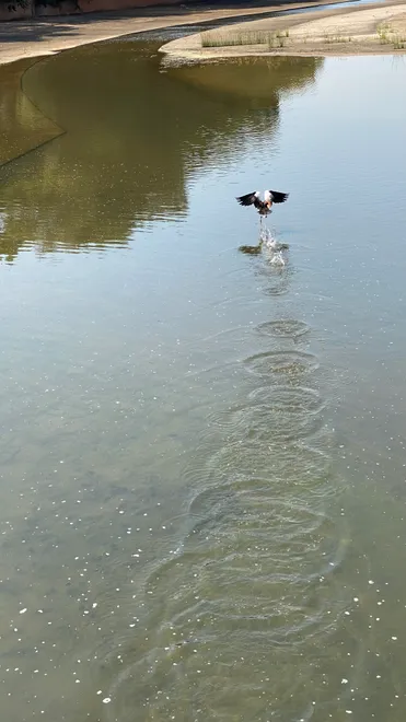 Bird flight take off