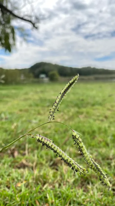 Thee Grass 😊