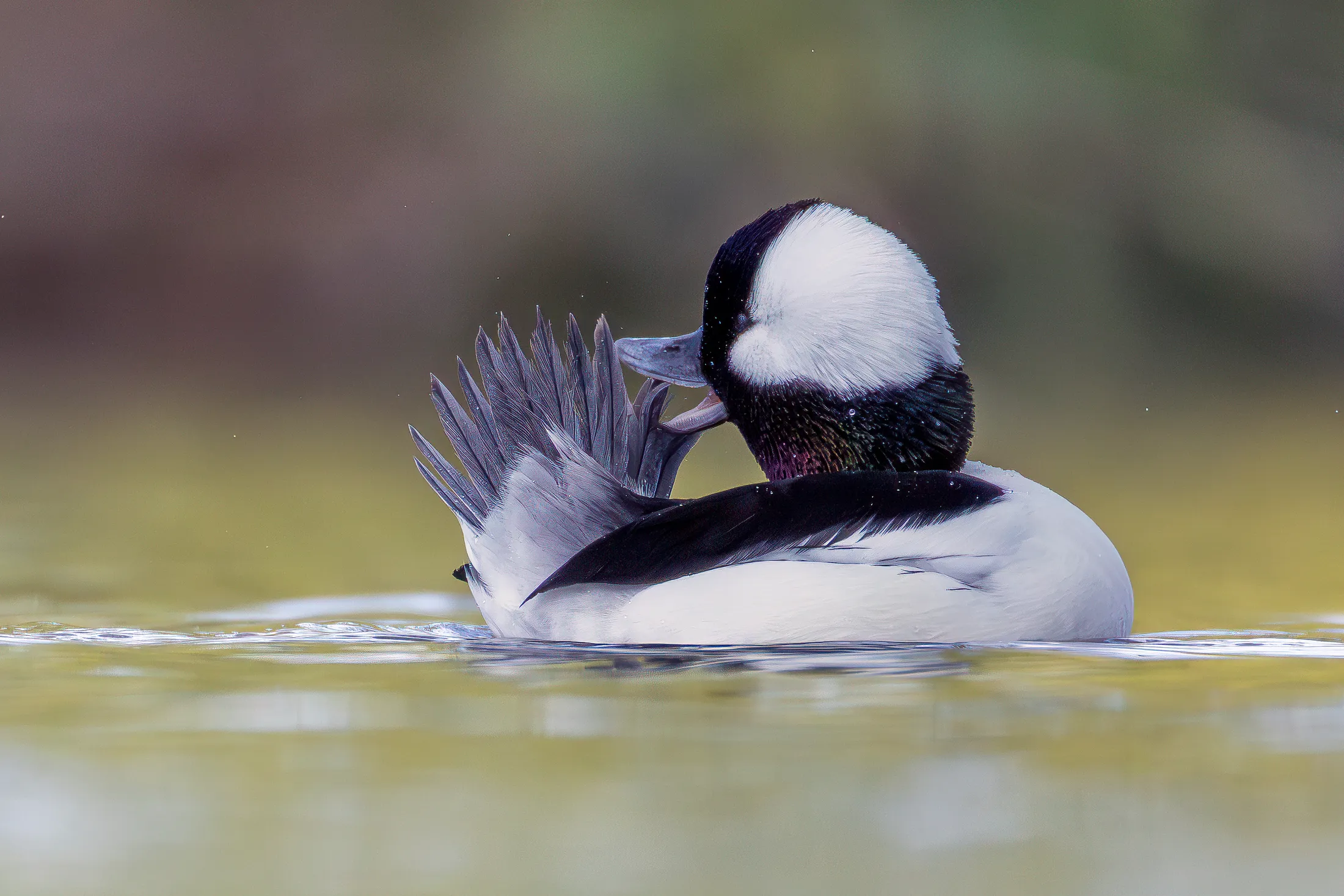 Bufflehead preening