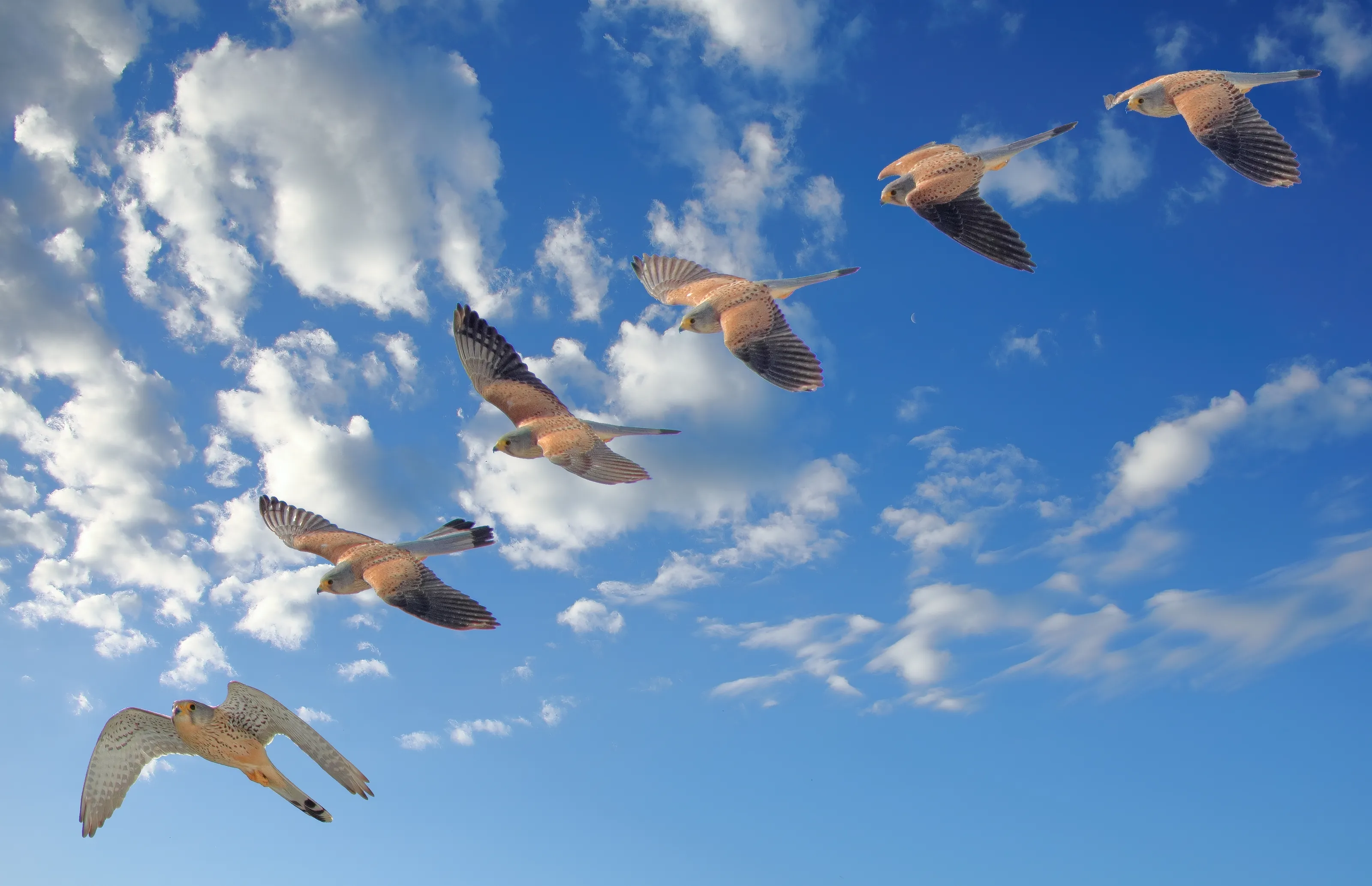 The Flight of the Lesser Kestrels