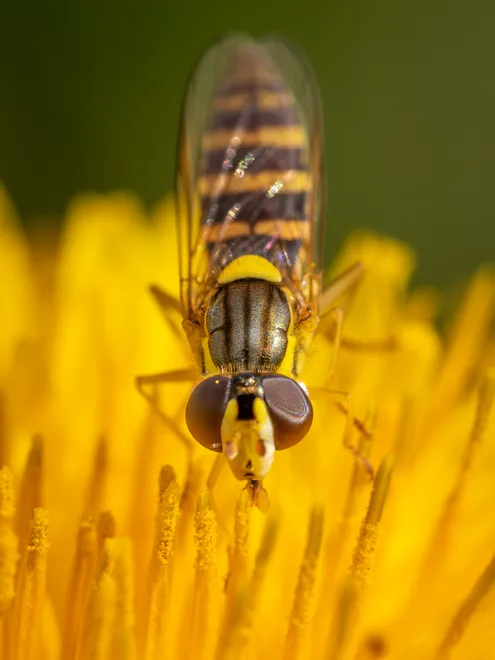 Yellow!