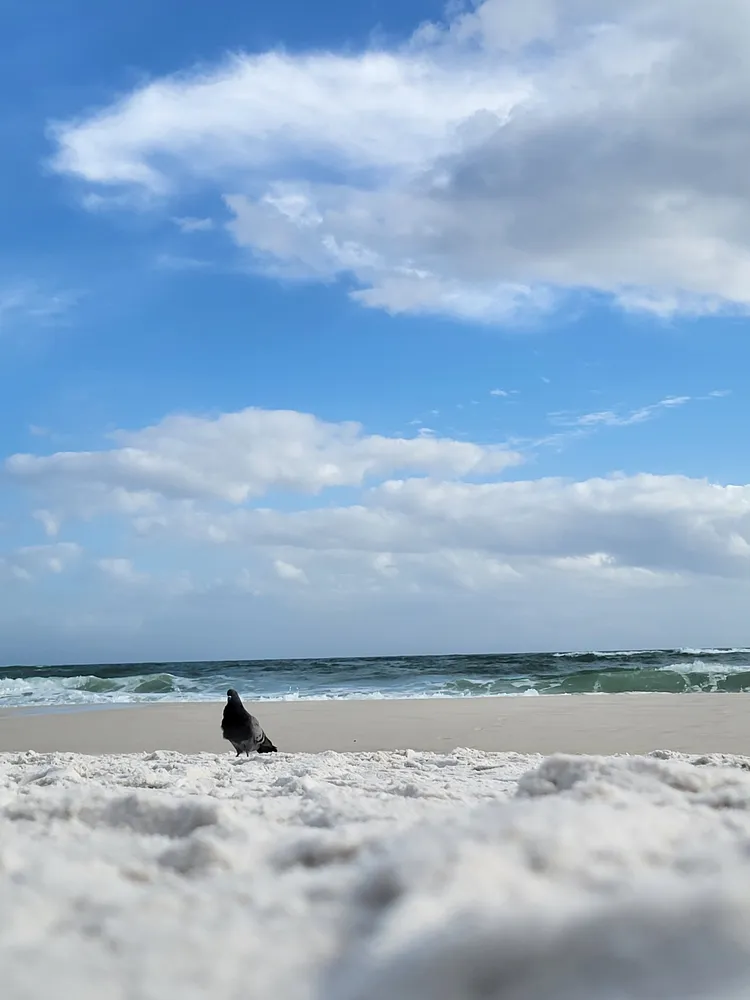 Pigeon on the Beach