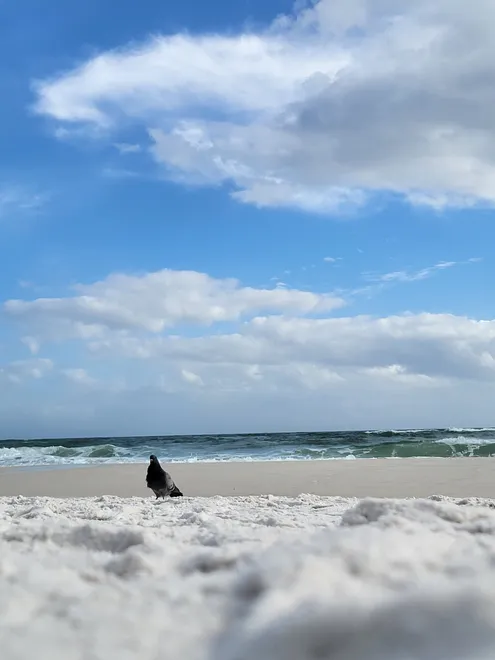Pigeon on the Beach