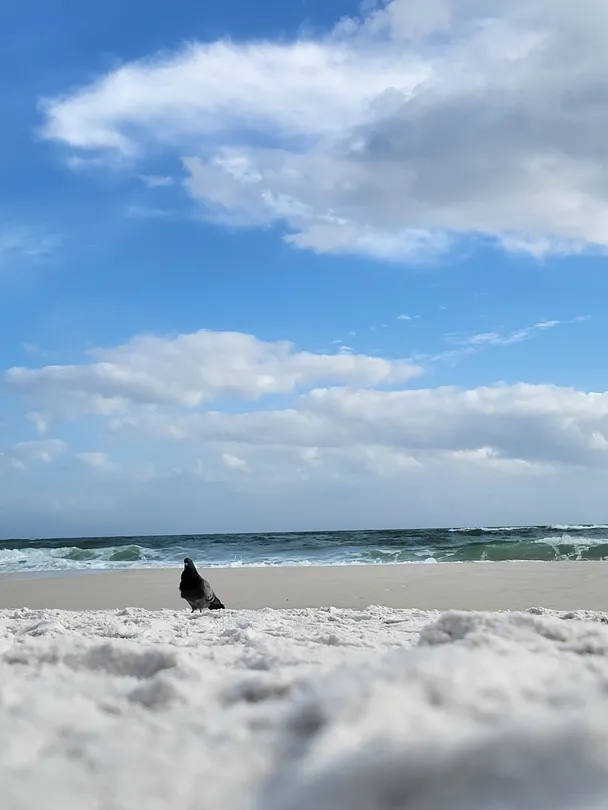 Pigeon on the Beach