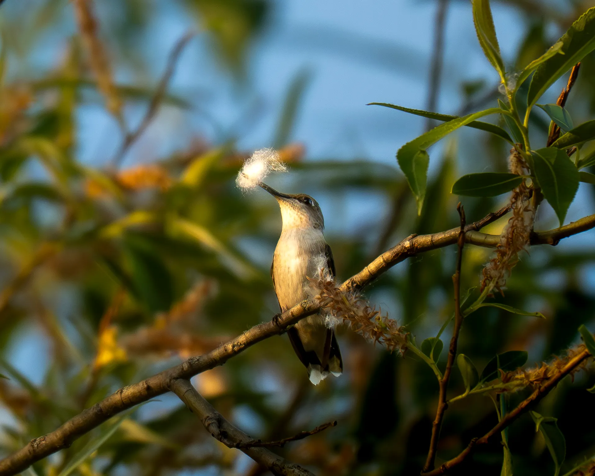 A Tiny Tuft