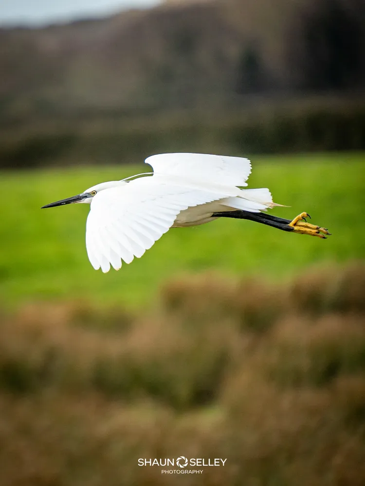 Egret