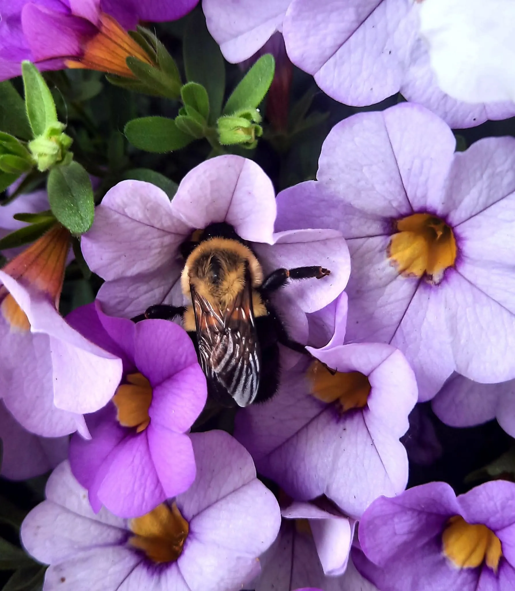 Bee on flower