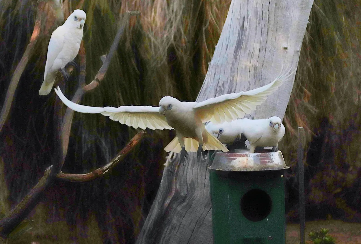 white cockatoo