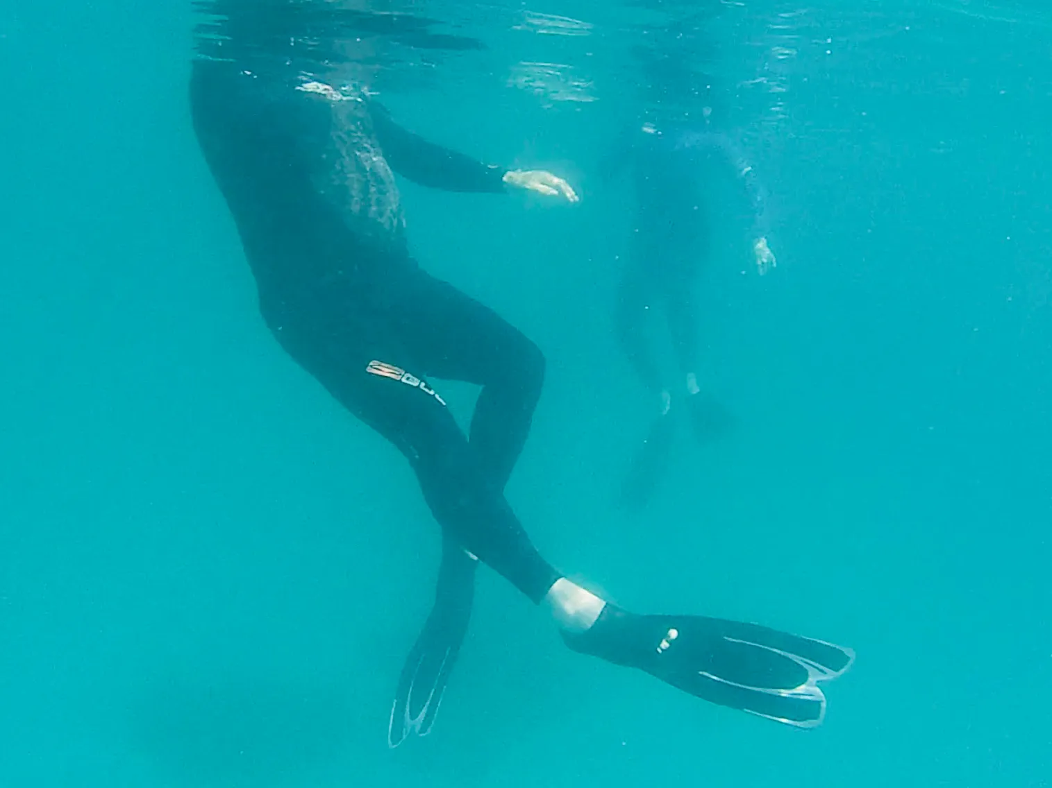 Flipper kicks
