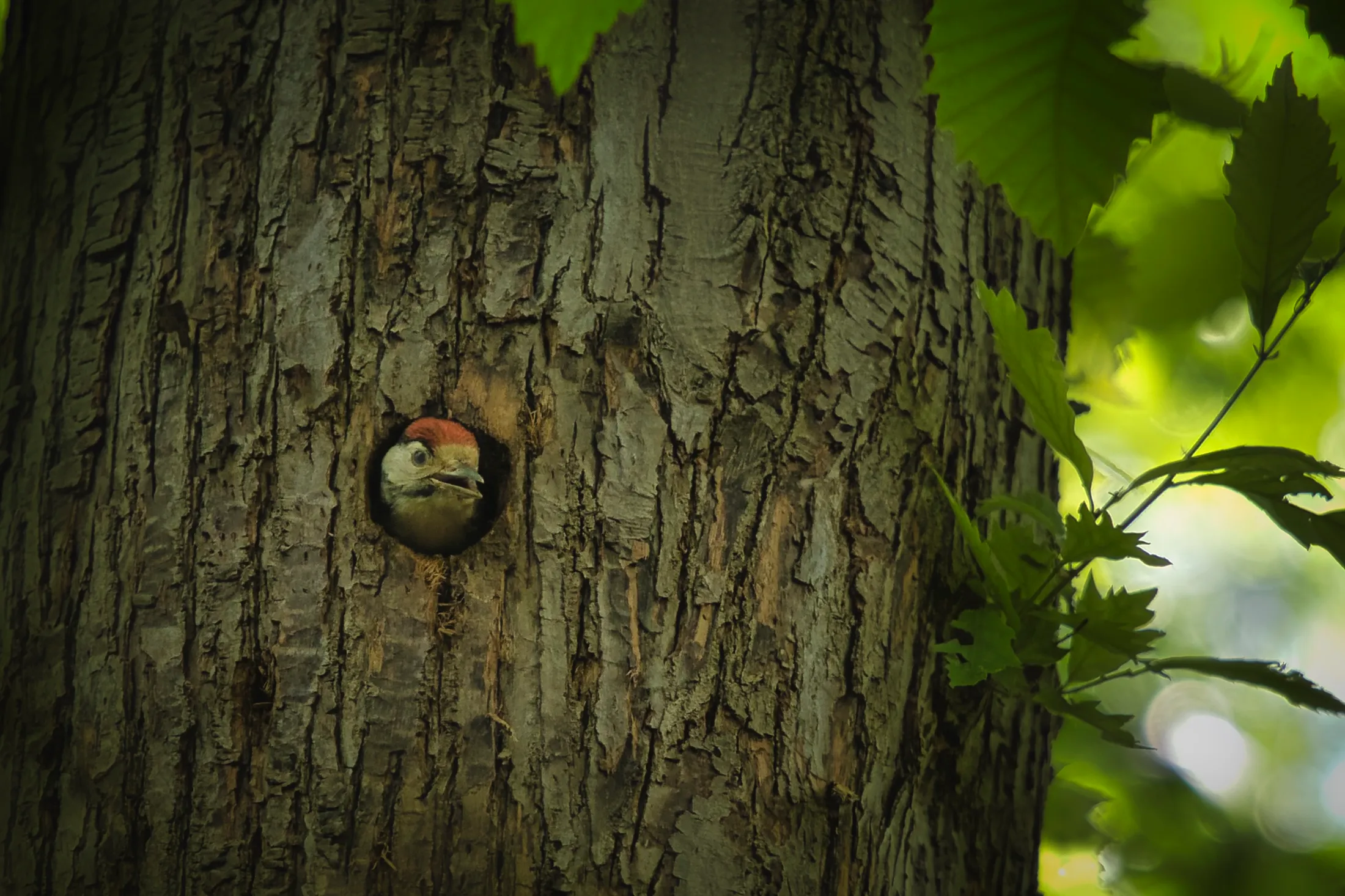 Woodpecker in tree hole