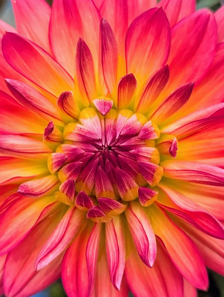 Vibrant