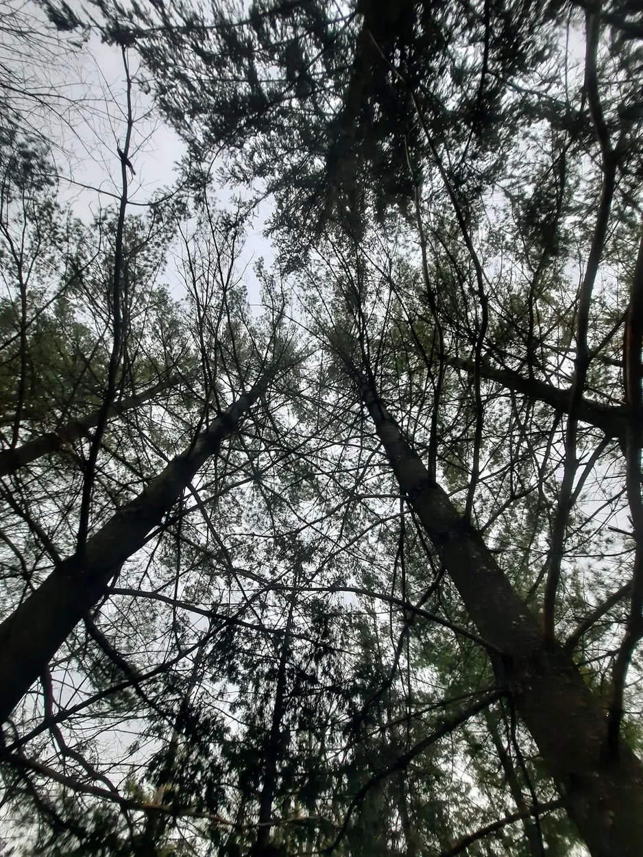 Trees