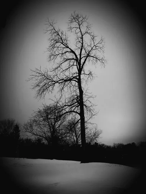 Lone tree