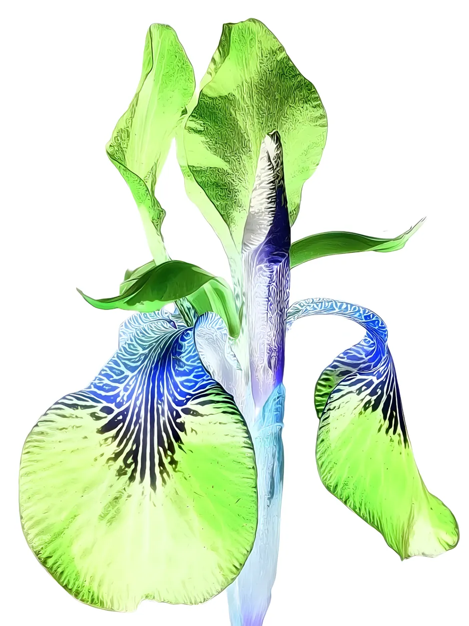 Inverted Negative-Style Photos (in colour)