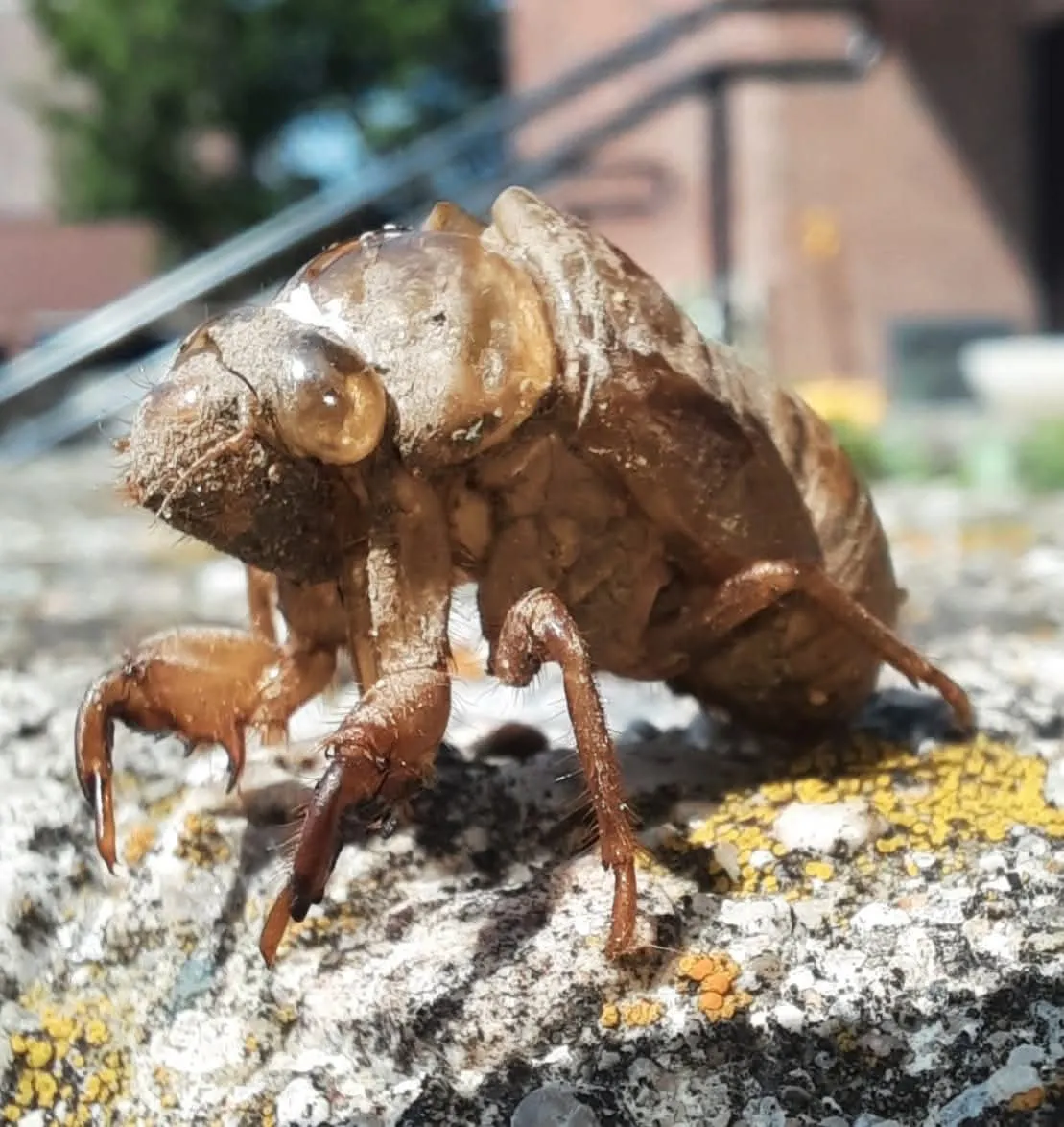 Creature