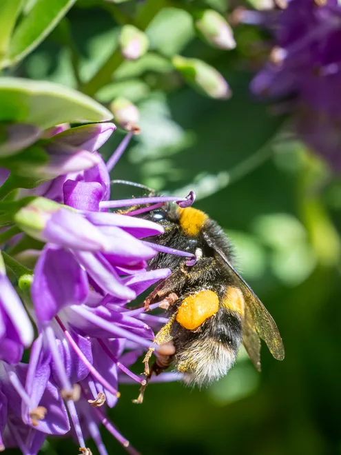 Humble bumble