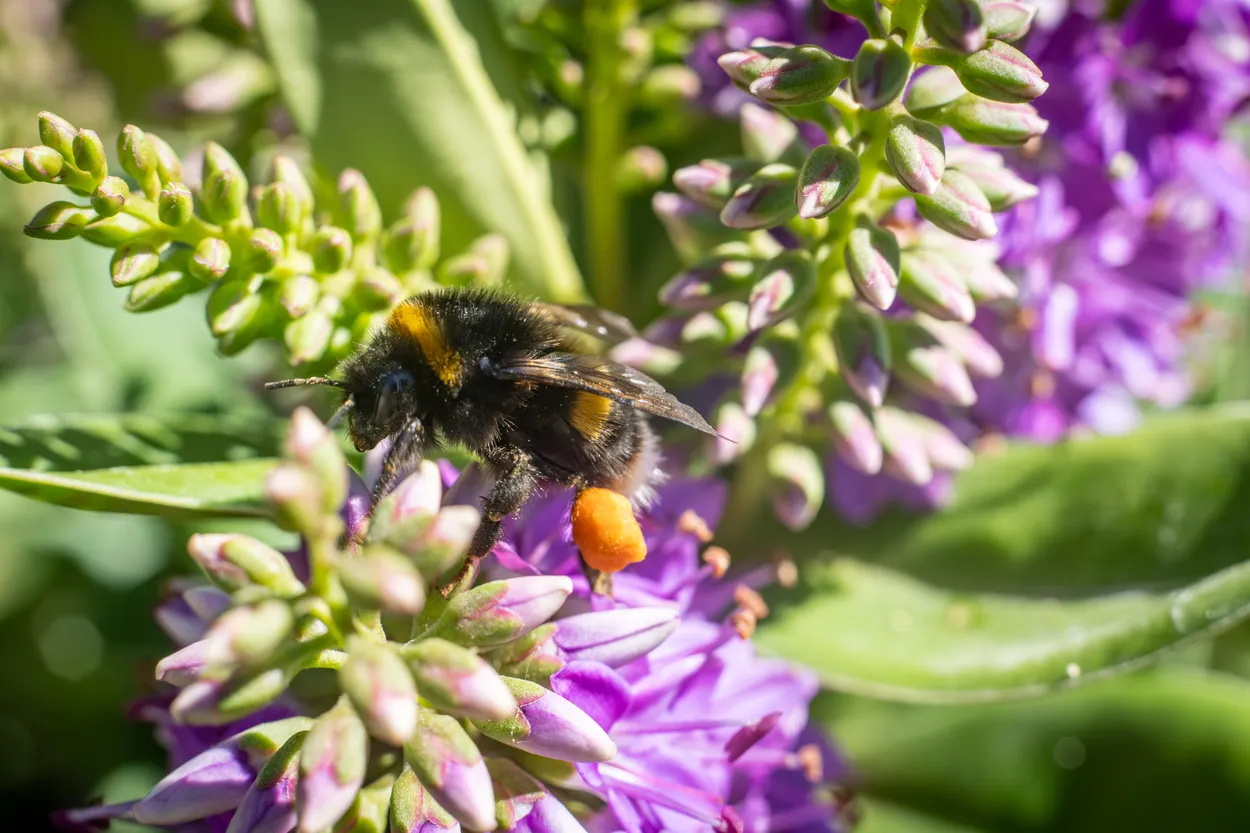 Bumble bee