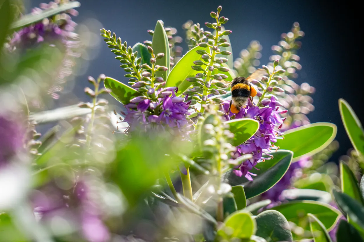 Busy bee