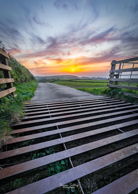 Cattle grid
