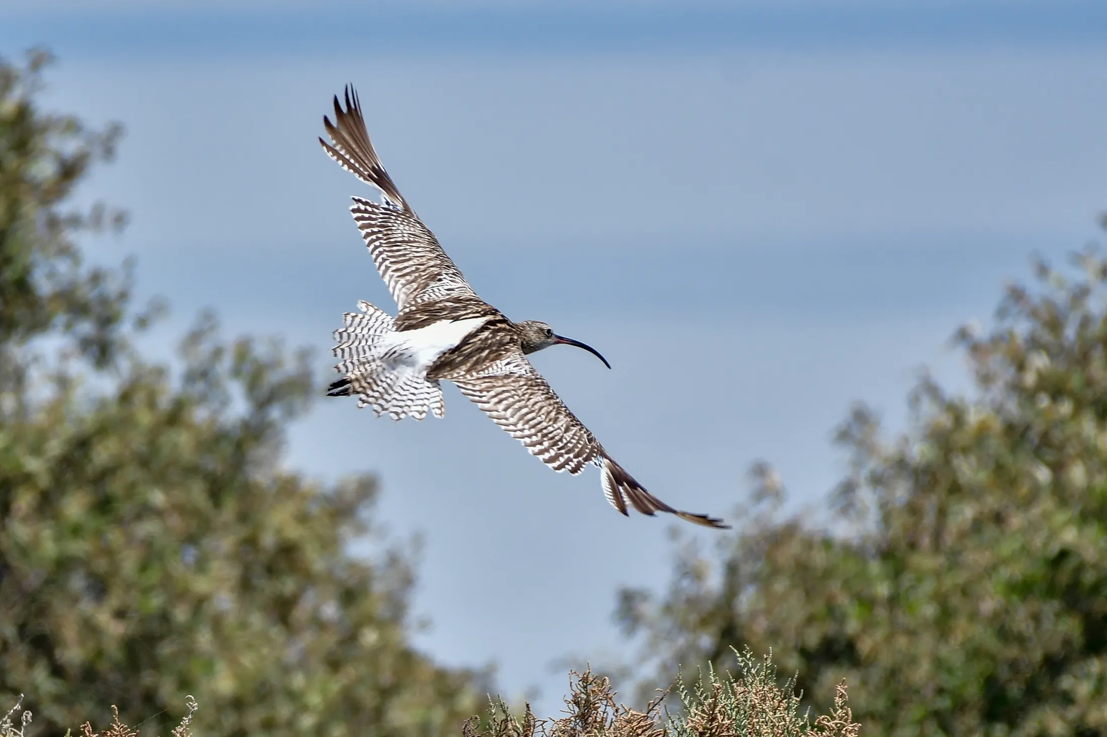 Majestic Flight