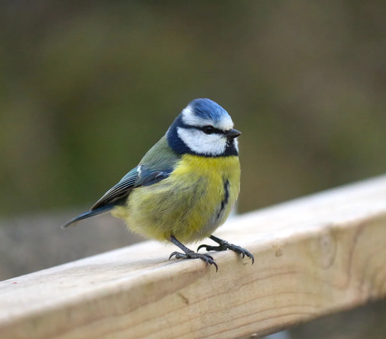 Blue Tit