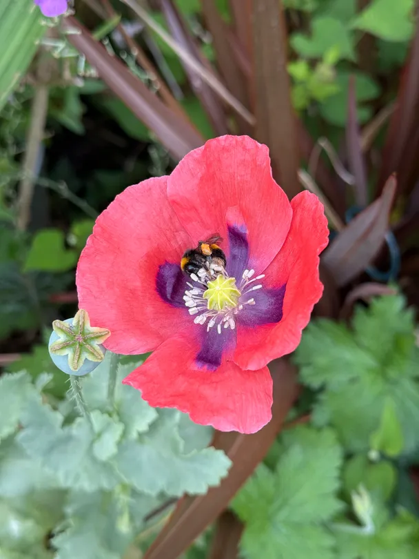 Poppy love