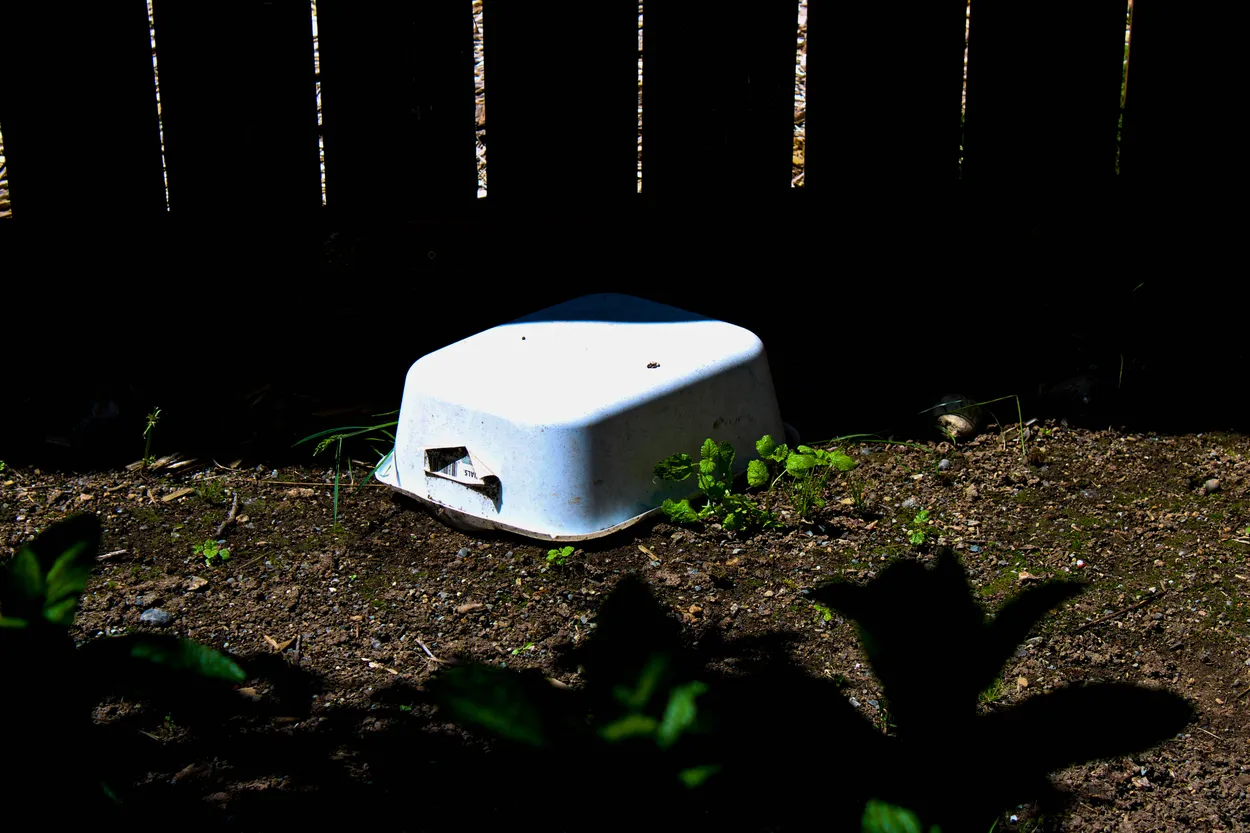 In My Garden