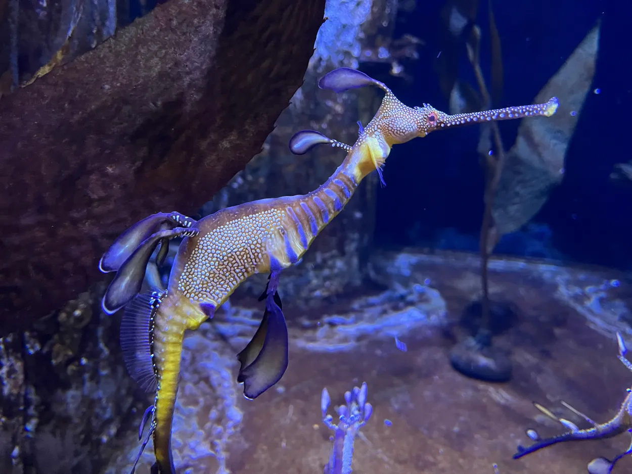 Weedy Seadragon