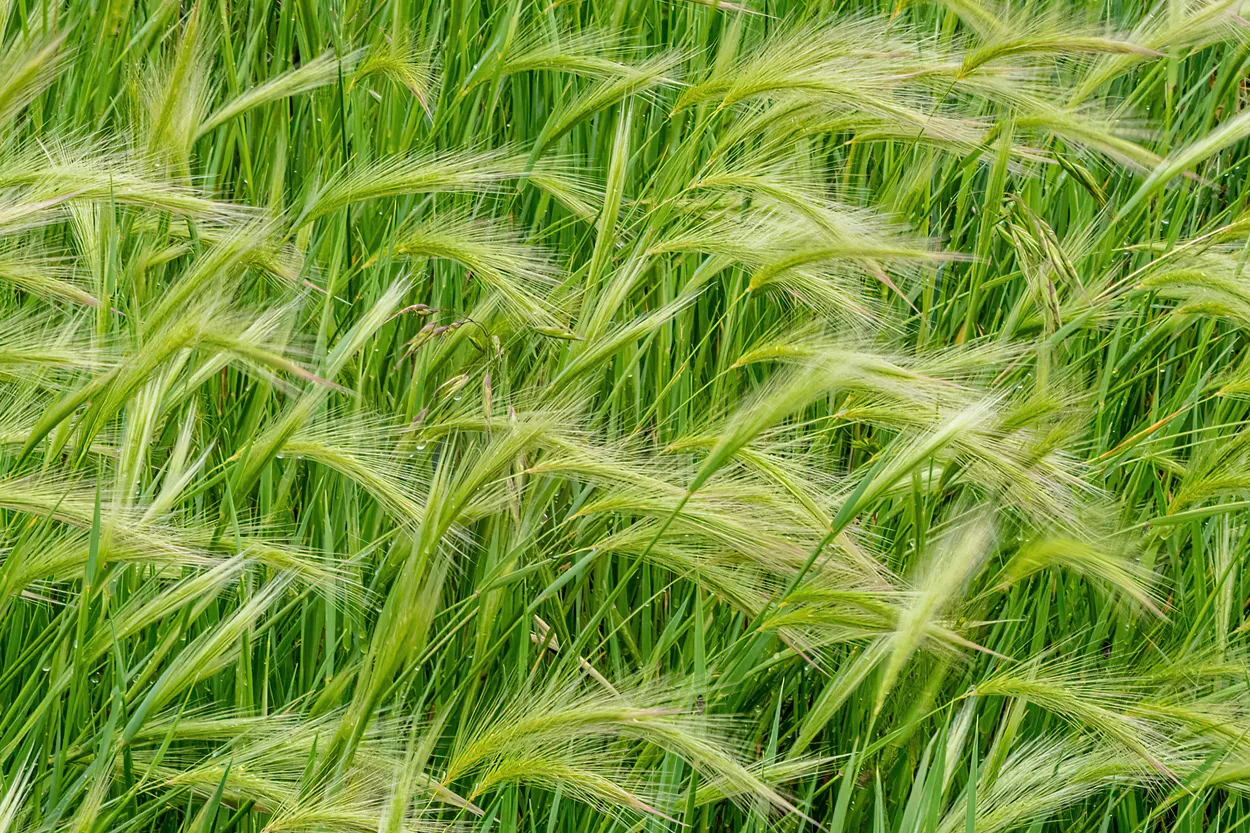 Grasses in the Wind