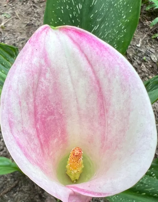 Purple & White Calla