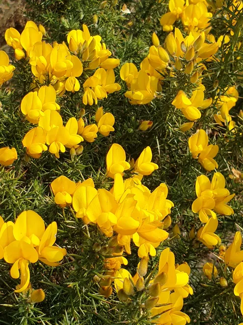 Gorse