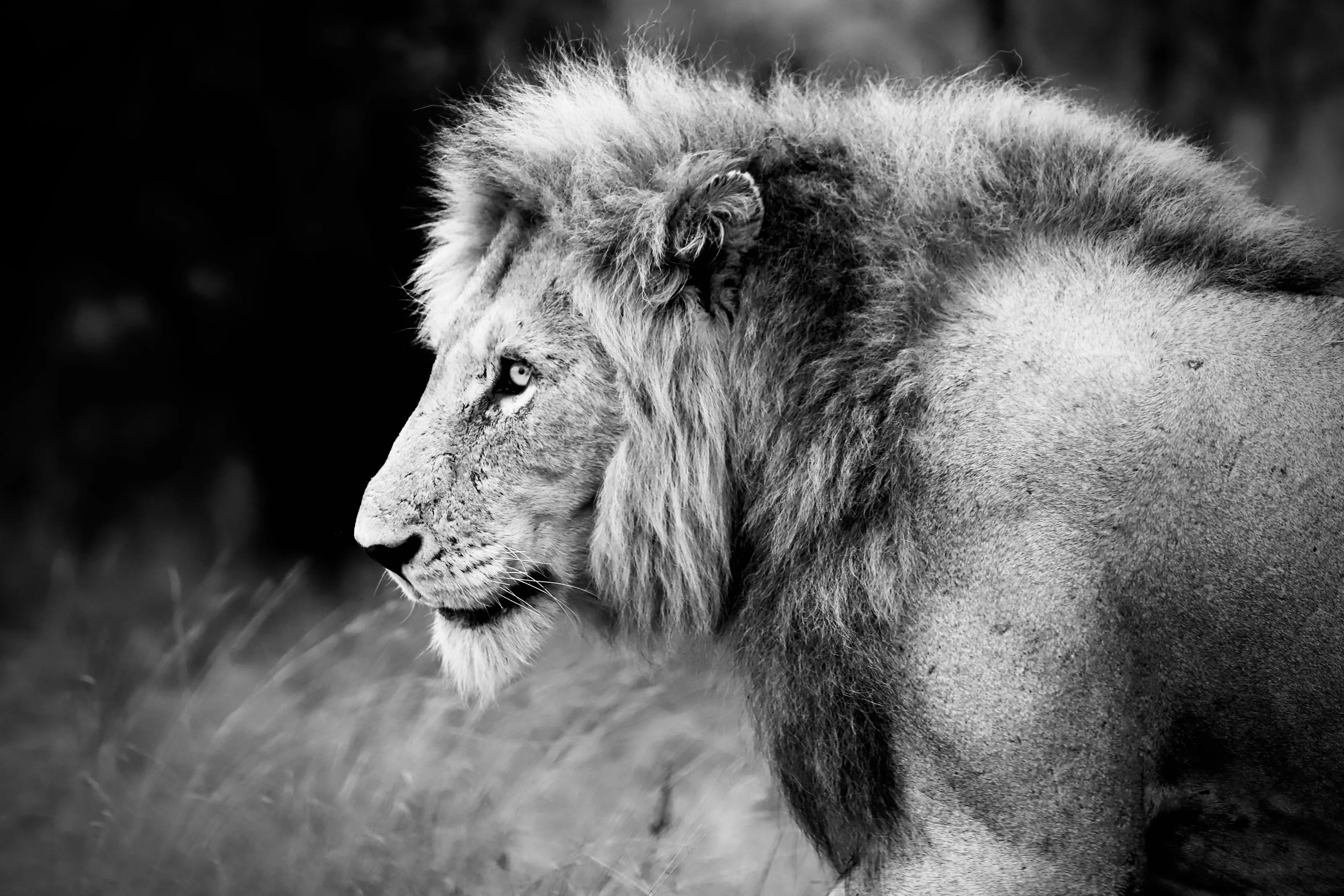 Dominant Male