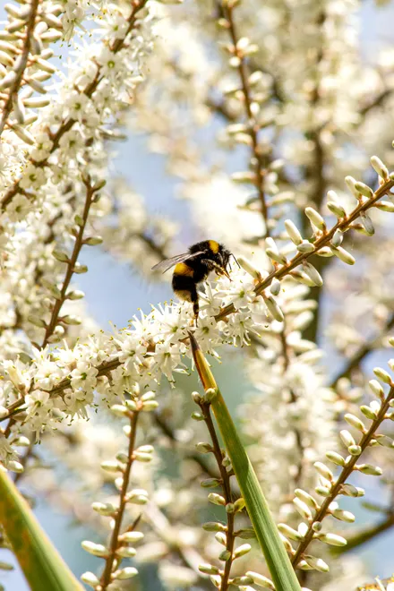 Harvesting Bee