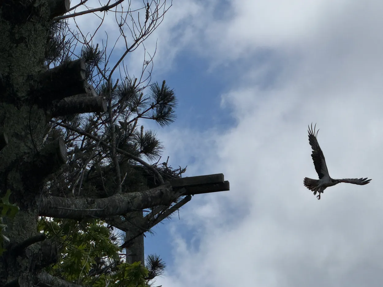 Osprey in flight
