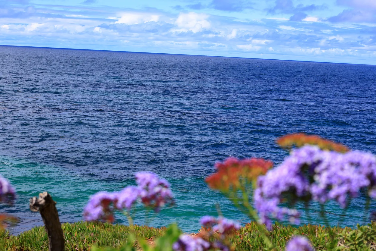 Flowers Above the Pacific