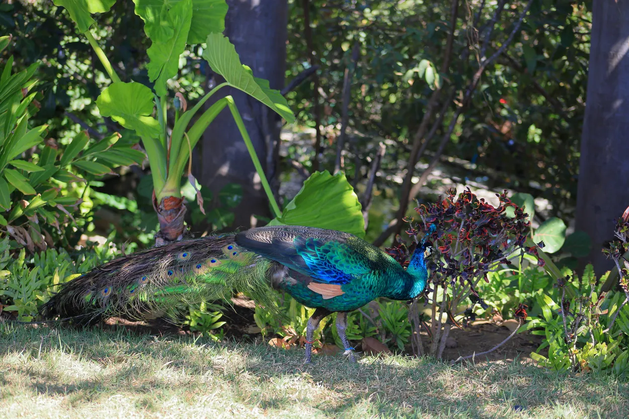 Emerald Visitor