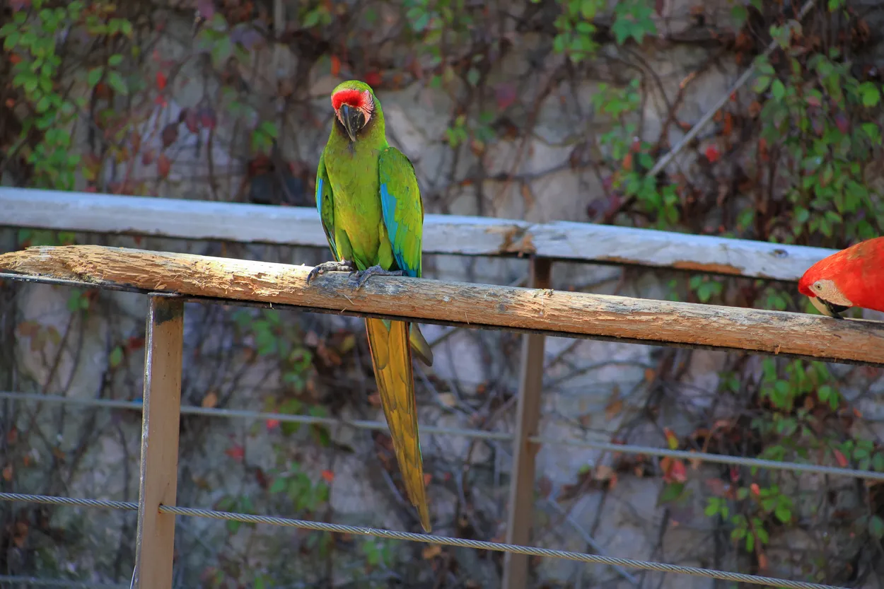 Perched in Emerald