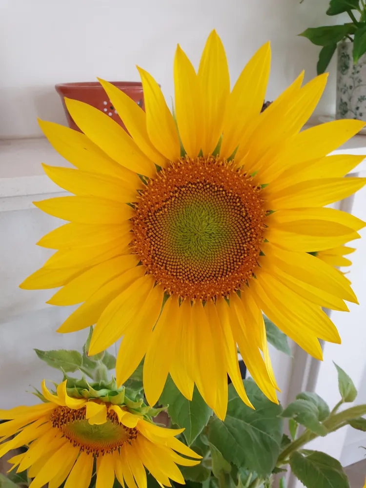 Sunflower