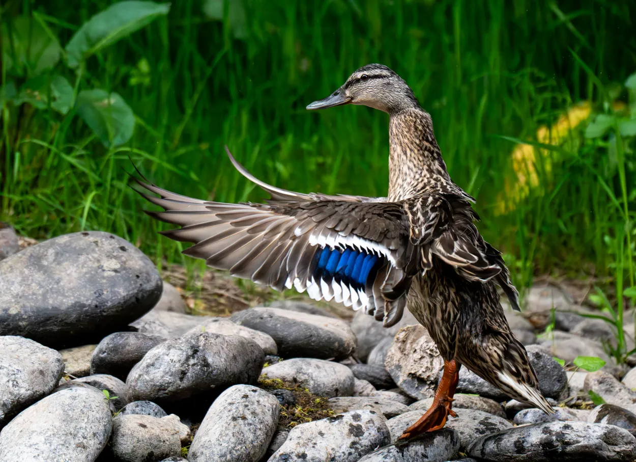 Duck