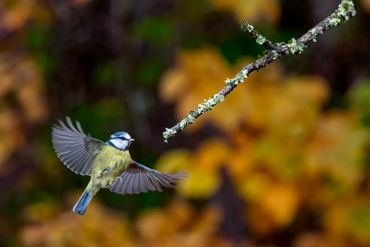 Blue Tit in Flight