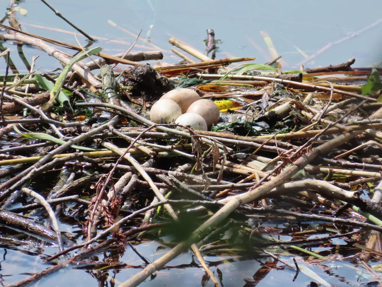 Greatcrestedgrebes' nest with eggs, Adda river, Lombardy, Italy