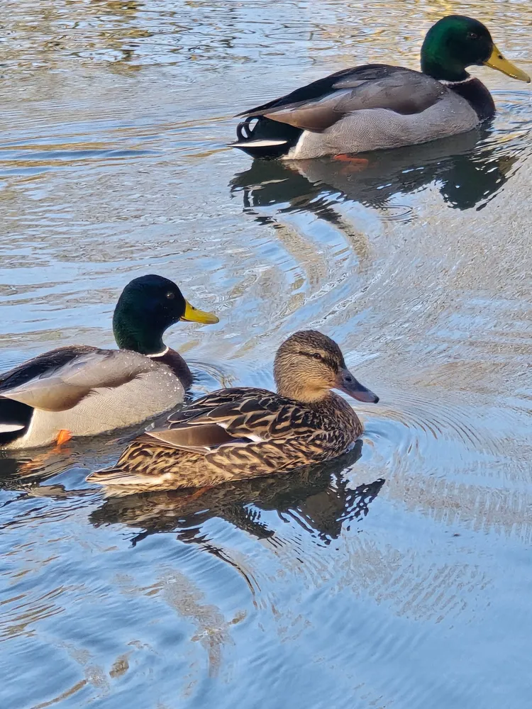 Pond Ducks