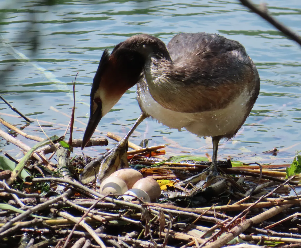 Greatcrestedgrebe with nest, Adda River, Lombardy, Italy