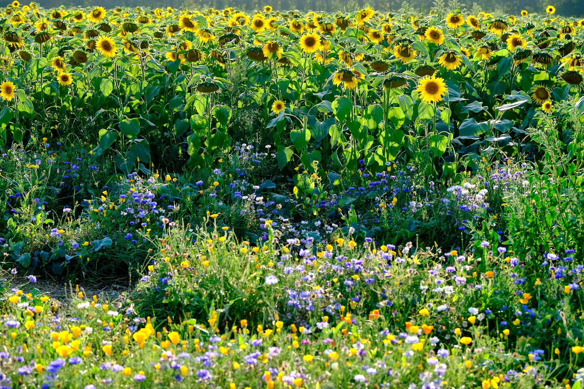 Sunflowers