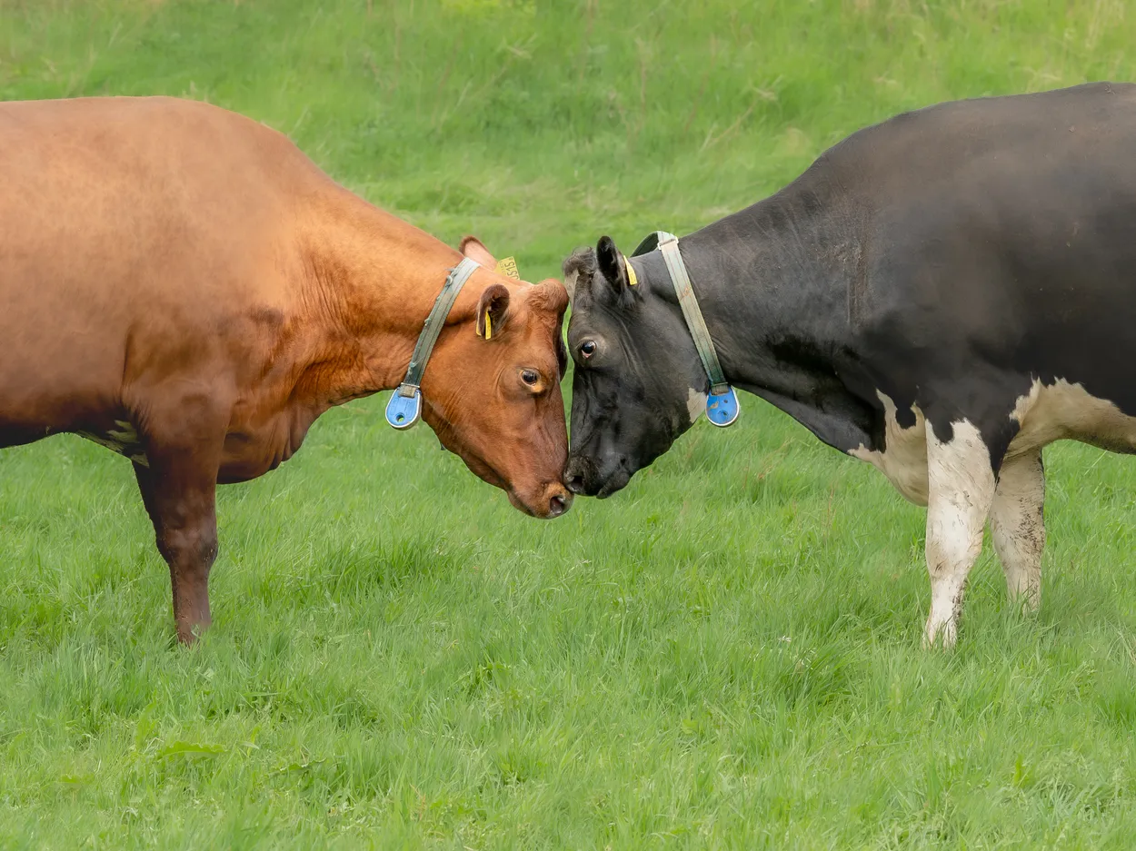 Cow love