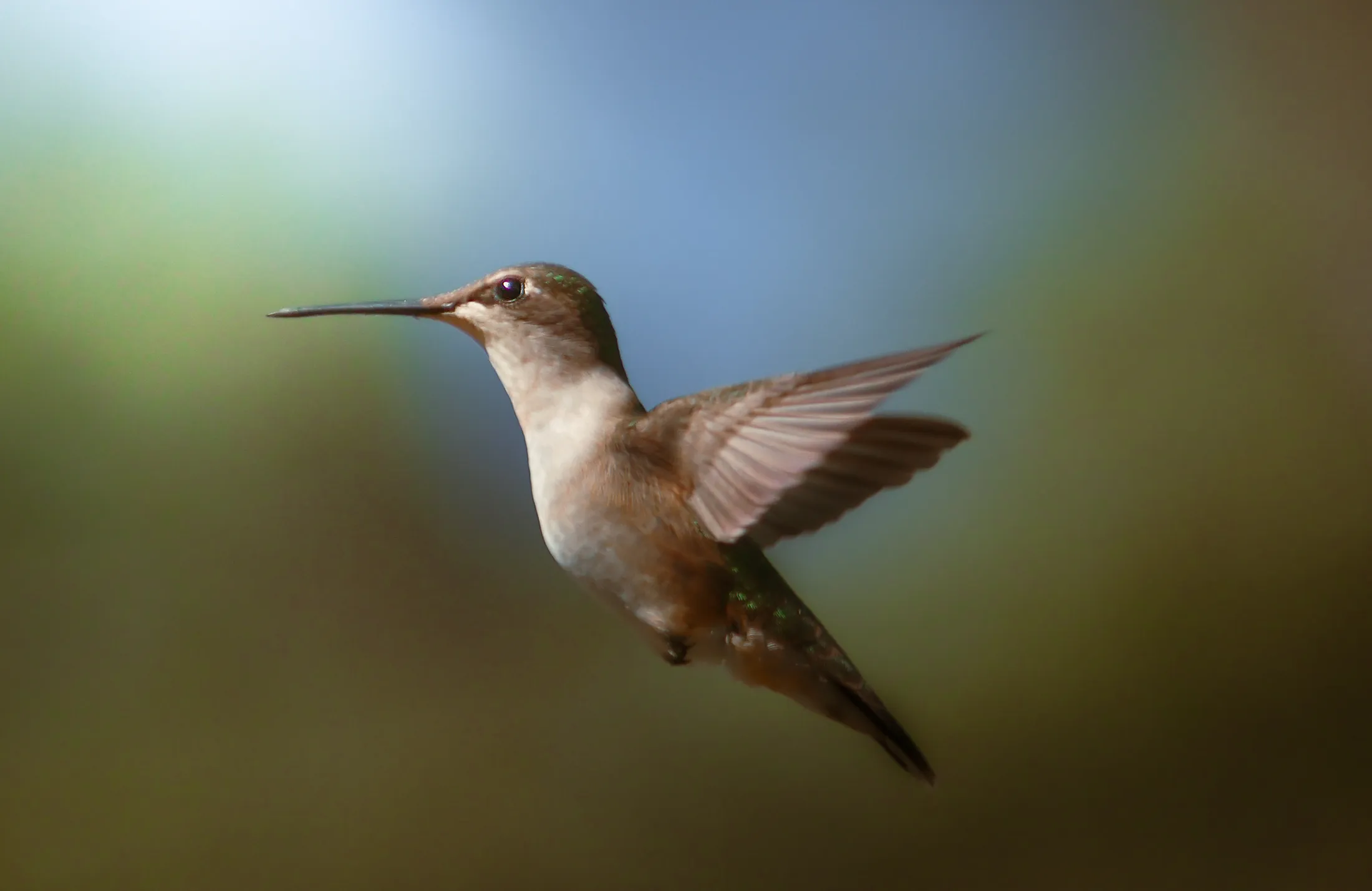 Hummingbird in Flight